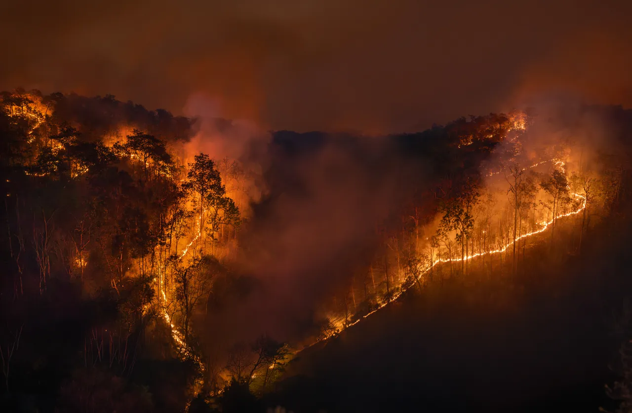 Queimada florestal e vegetação atingida pelo fogo